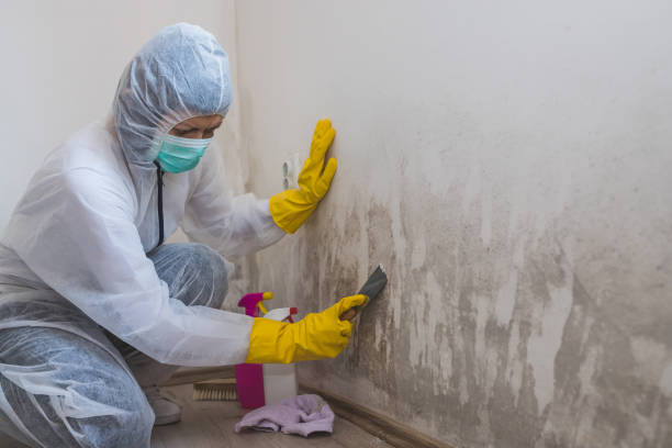 Best Toxic Mold Removal  in Manning, SC