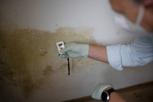 Best Mold Cleaning Services  in Manning, SC