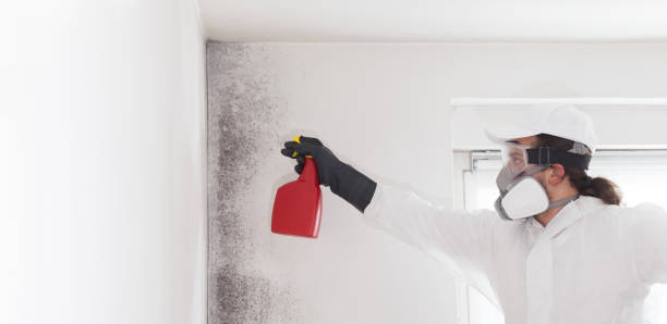 Best Mold Damage Repair  in Manning, SC